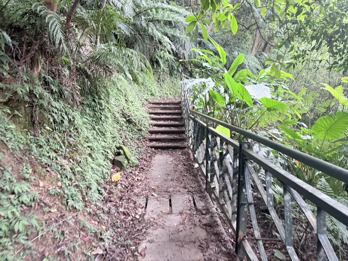 和美山步道未鋪面的原始土徑路段,左側蕨類岩壁、右側鐵欄杆,前方接上木石階梯