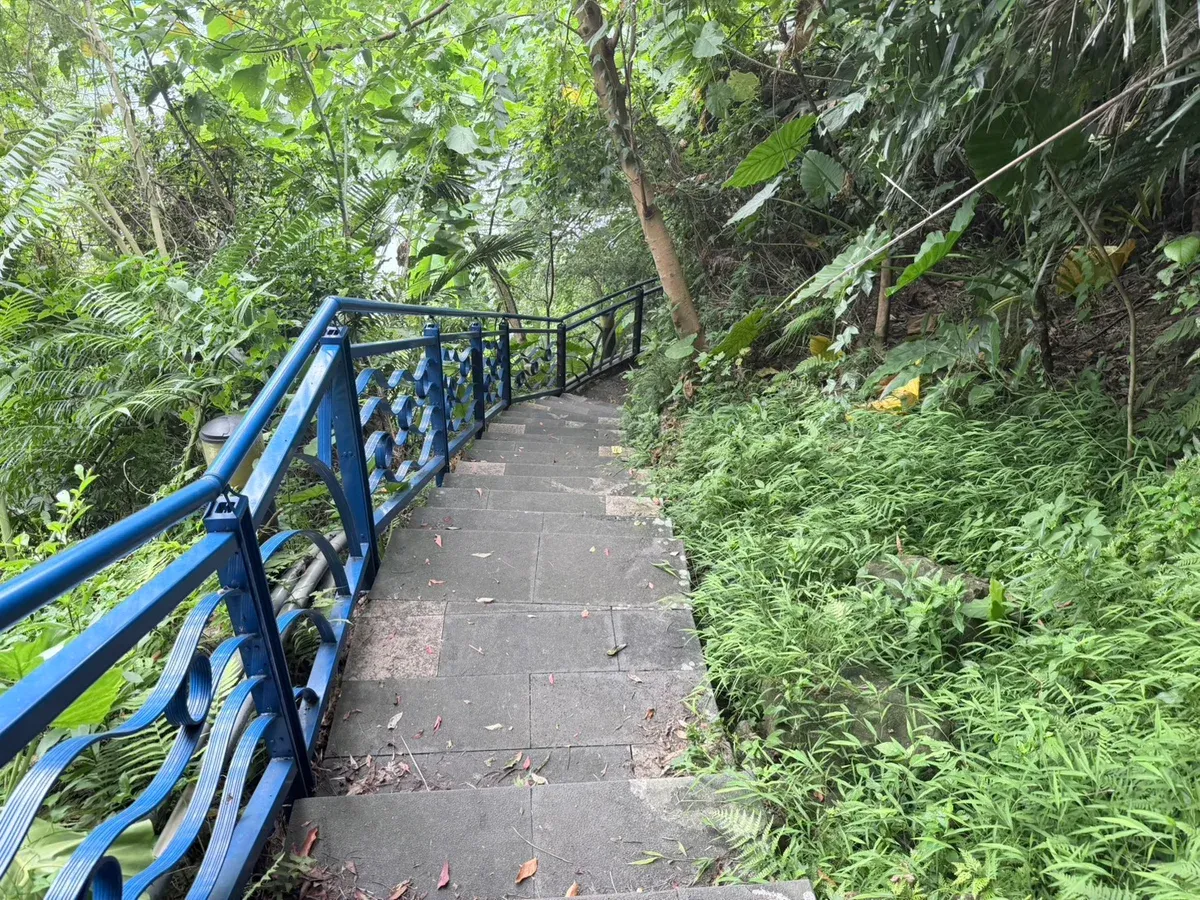 和美山綠線下坡石階,左側為藍色欄杆,兩旁蕨類與雜木林茂密