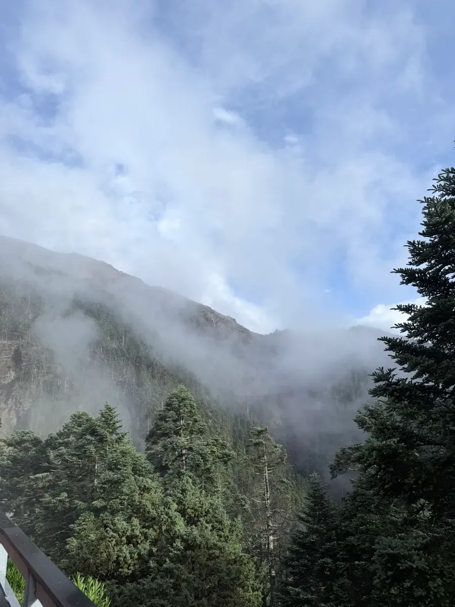 從排雲山莊看出去的山景，雲霧在稜線與冷杉林之間翻騰
