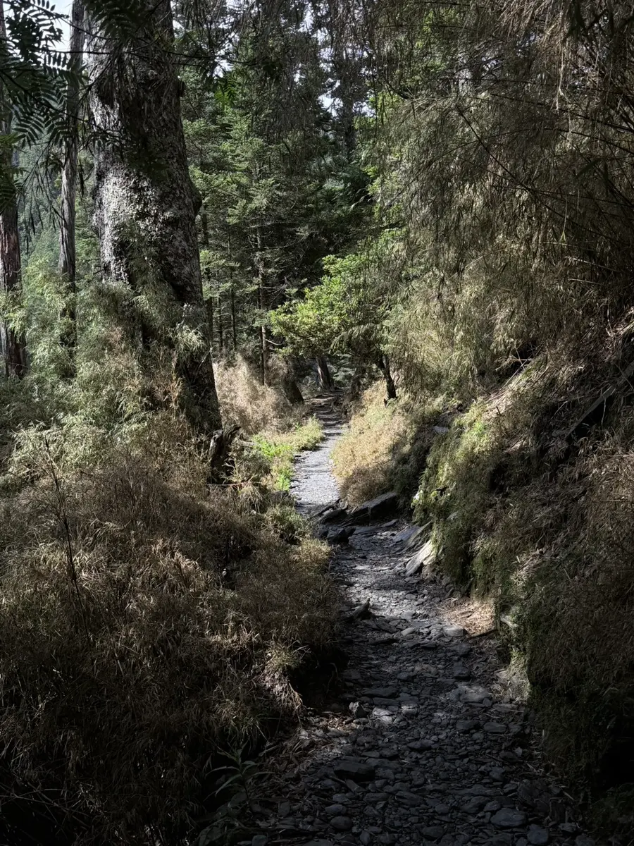 玉山步道森林路段,碎石小徑穿過針葉林,兩側是低矮箭竹