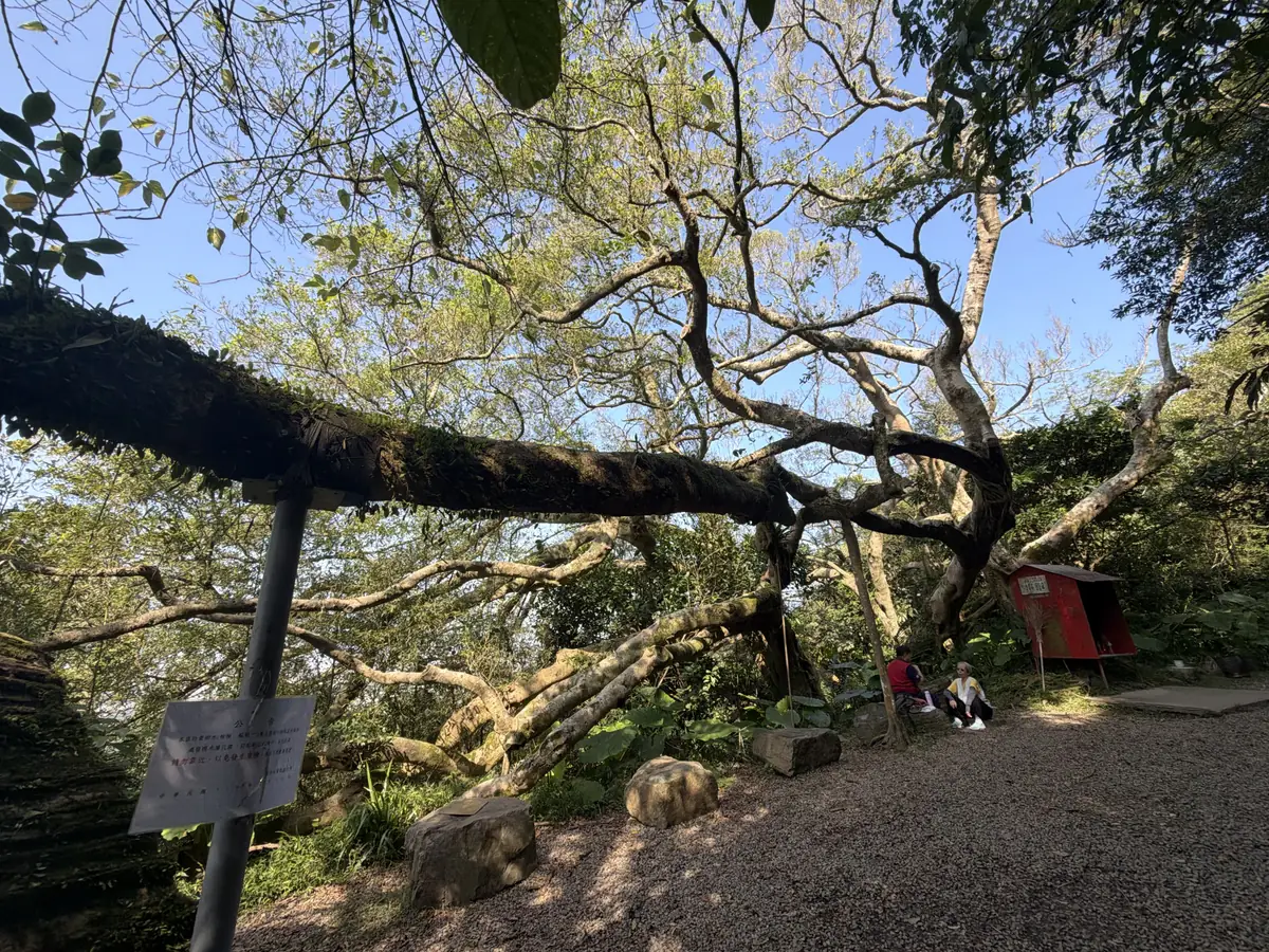 百年大榕樹全景，粗大的主幹往旁邊橫著長，下方用一根柱子撐著，樹下有兩位山友坐在石頭上休息