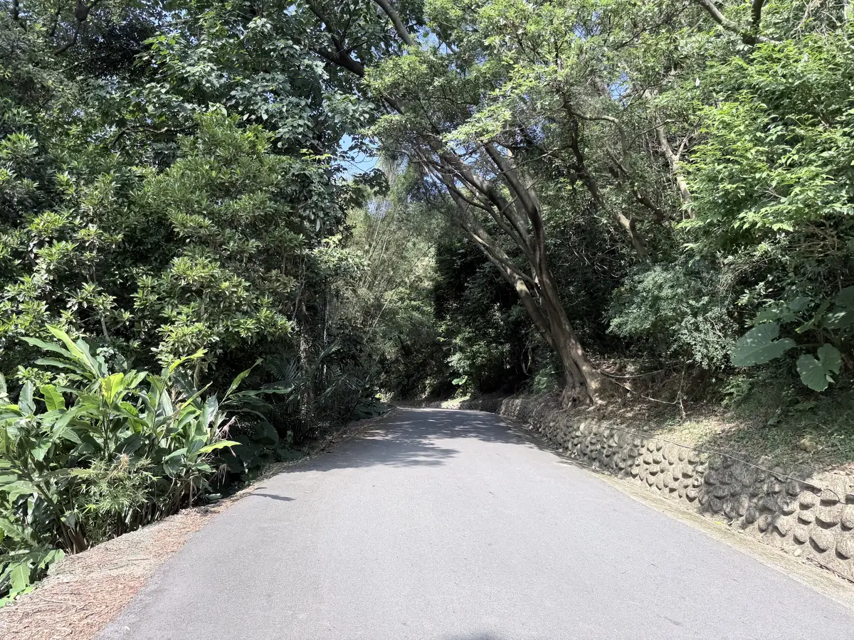 最陡那段的柏油產業道路，兩旁大樹遮出樹蔭，路面一路往上延伸