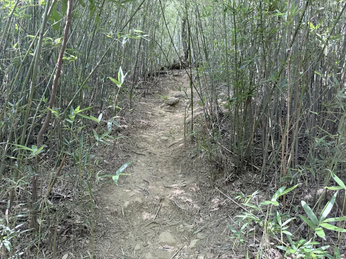 過了鶯歌石之後的土路山徑，兩旁是竹林，地上有落葉和碎石