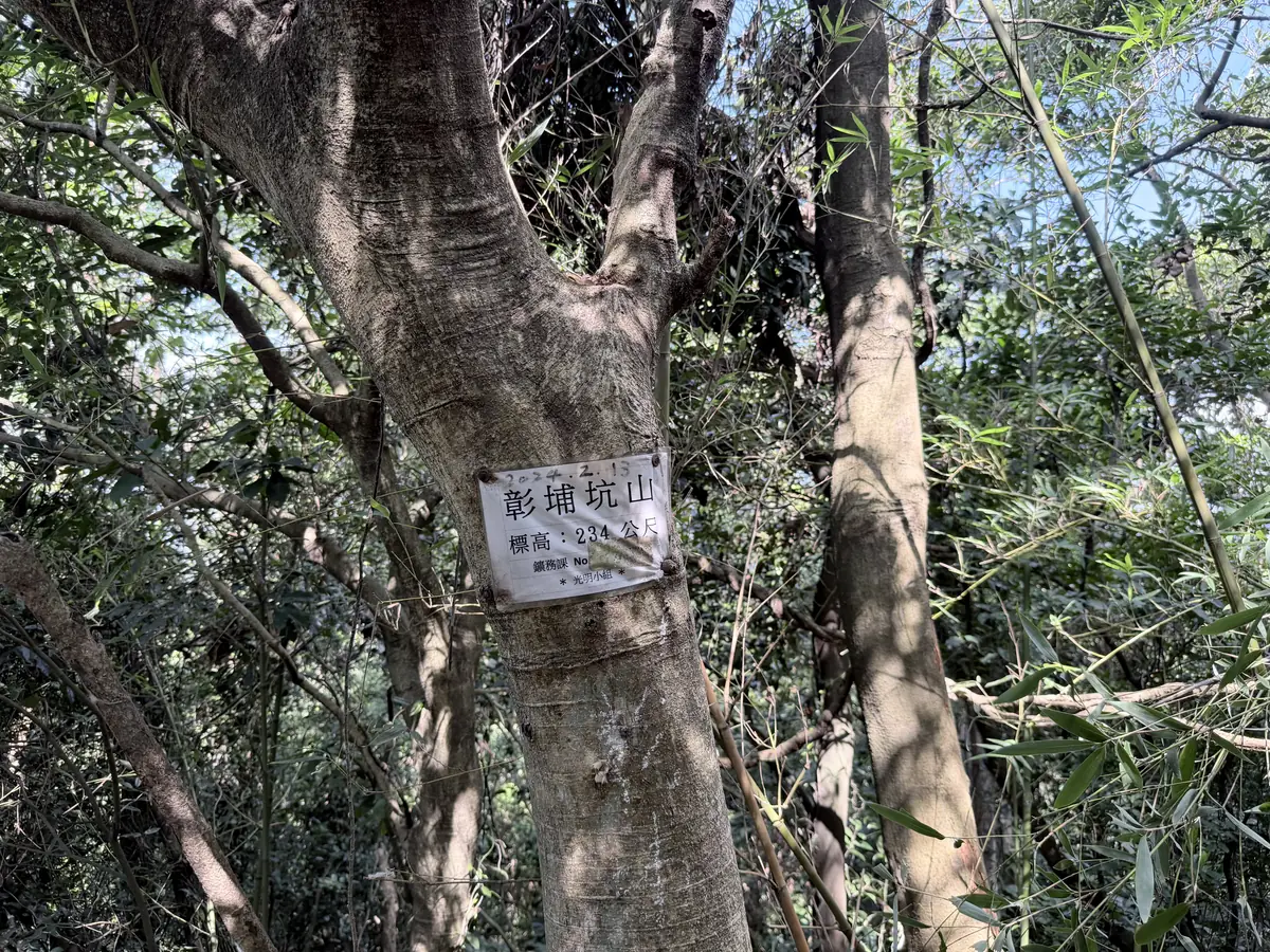 樹幹上釘著彰埔坑山的山名牌，寫著標高 234 公尺